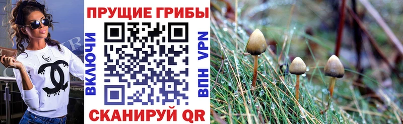 Купить Набережные Челны Псилоцибиновые грибы MAGIC MUSHROOMS